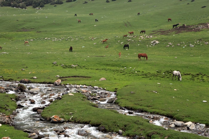 renting a car, rituals, tour, travel, Kyrgyzstan, Ancient rules and standards.